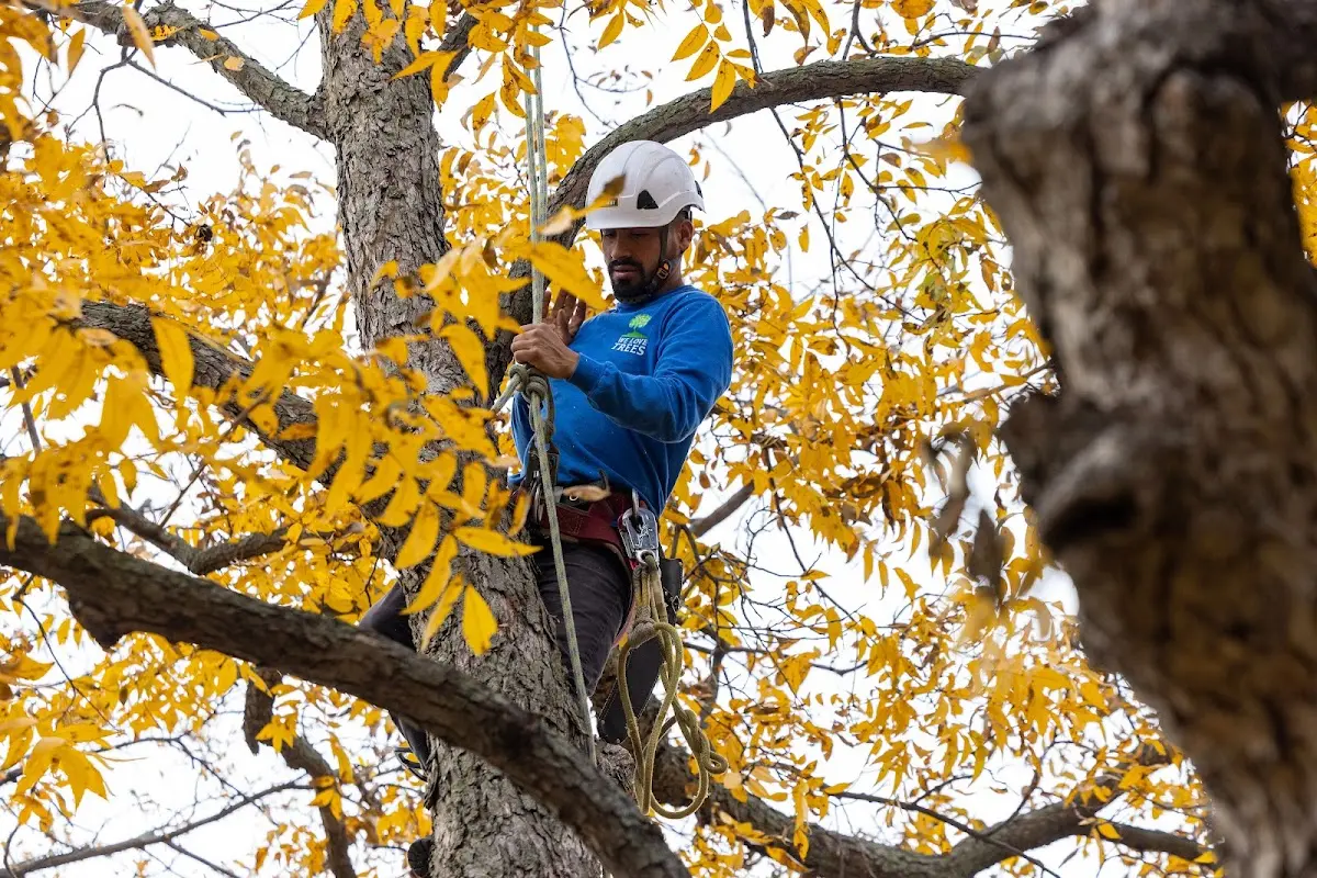 Skilled Tree Planing crew working in Fort Huachuca
