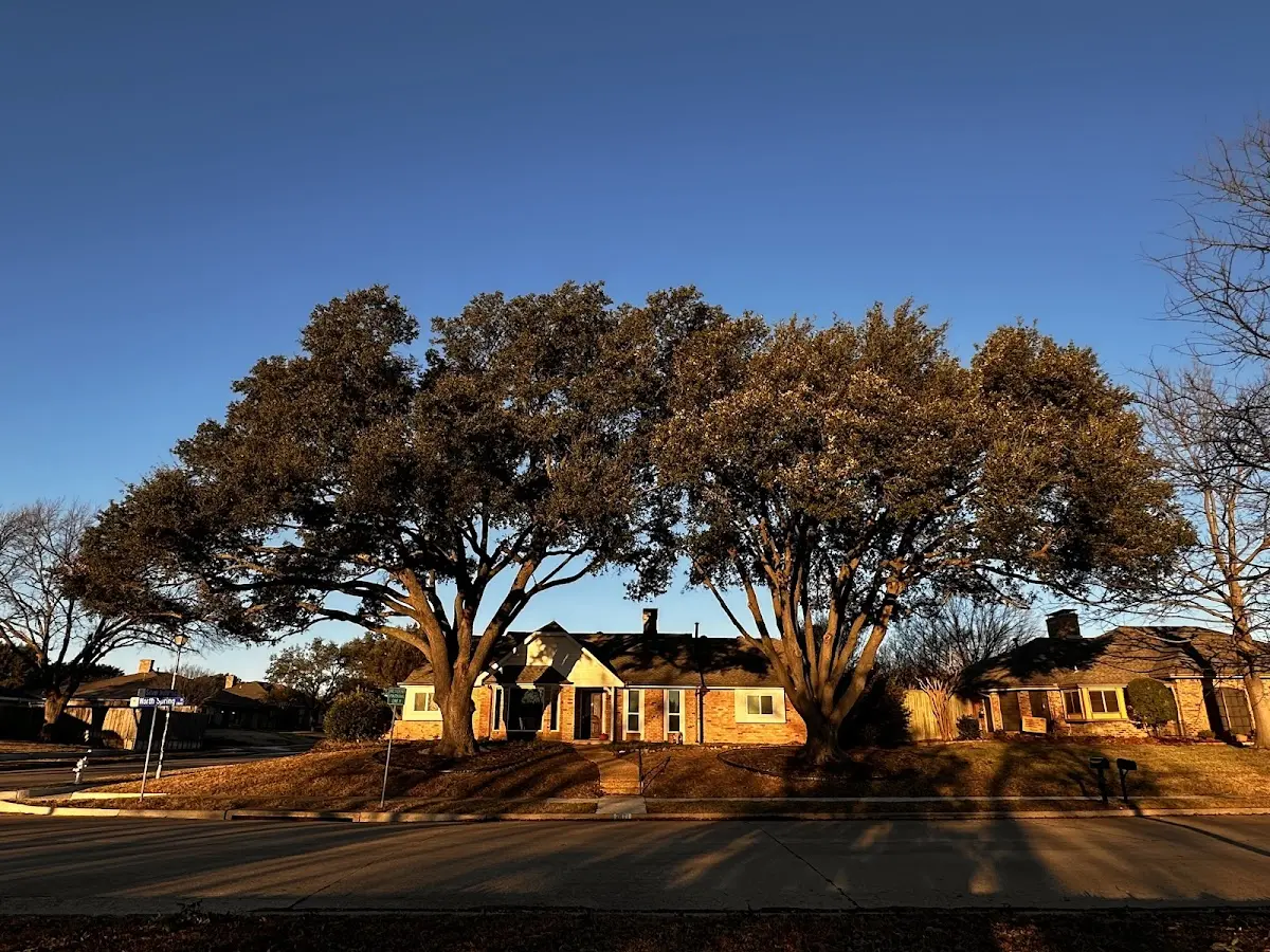 Established residential canopy tree shading a home in Fort Huachuca